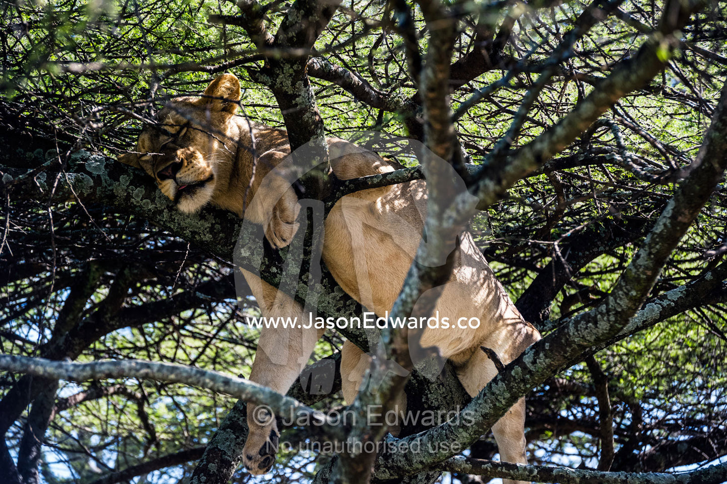 An African lioness in estrus sleeps in a tree to avoid insects and the attentions of the male. Serengeti National Park, Tanzania, Africa.
