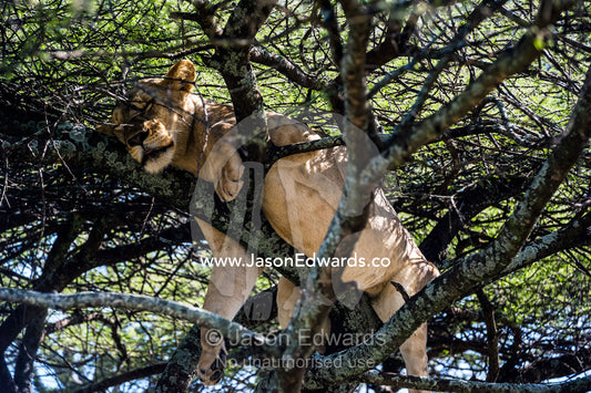 An African lioness in estrus sleeps in a tree to avoid insects and the attentions of the male. Serengeti National Park, Tanzania, Africa.