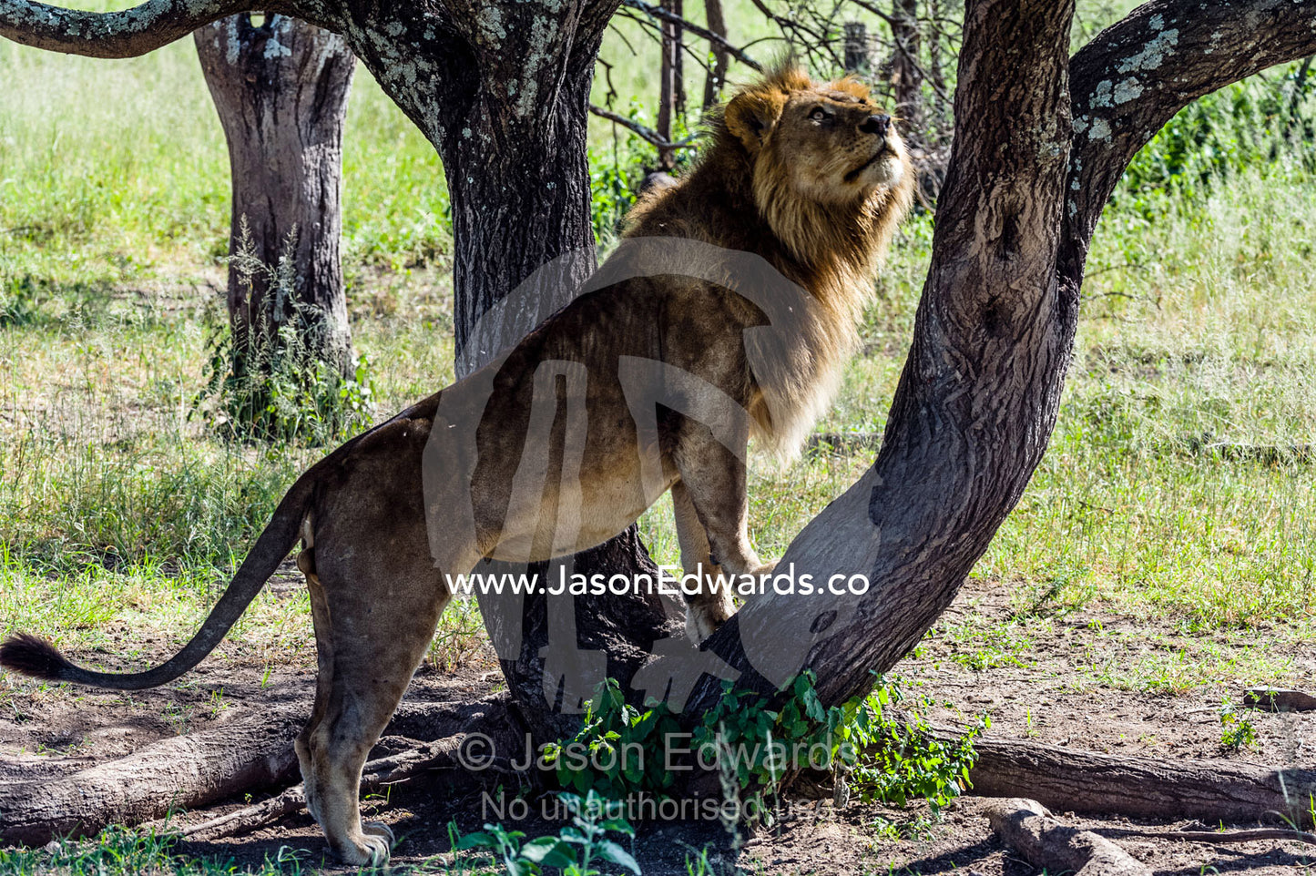 A male African Lion watches a lioness in estrus sleeping in a tree. Serengeti National Park, Tanzania, Africa.