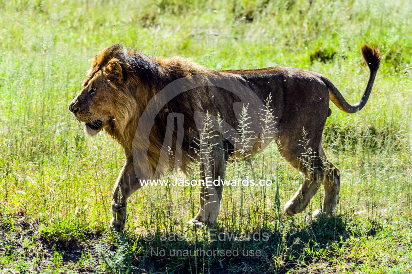 A male African Lion runs across the savannah plain following a lioness who is in estrus. Serengeti National Park, Tanzania, Africa.
