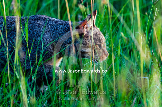 A diminutive African Wildcat stalking prey in the tall grass savannah plains at sunset. Serengeti National Park, Tanzania, Africa.