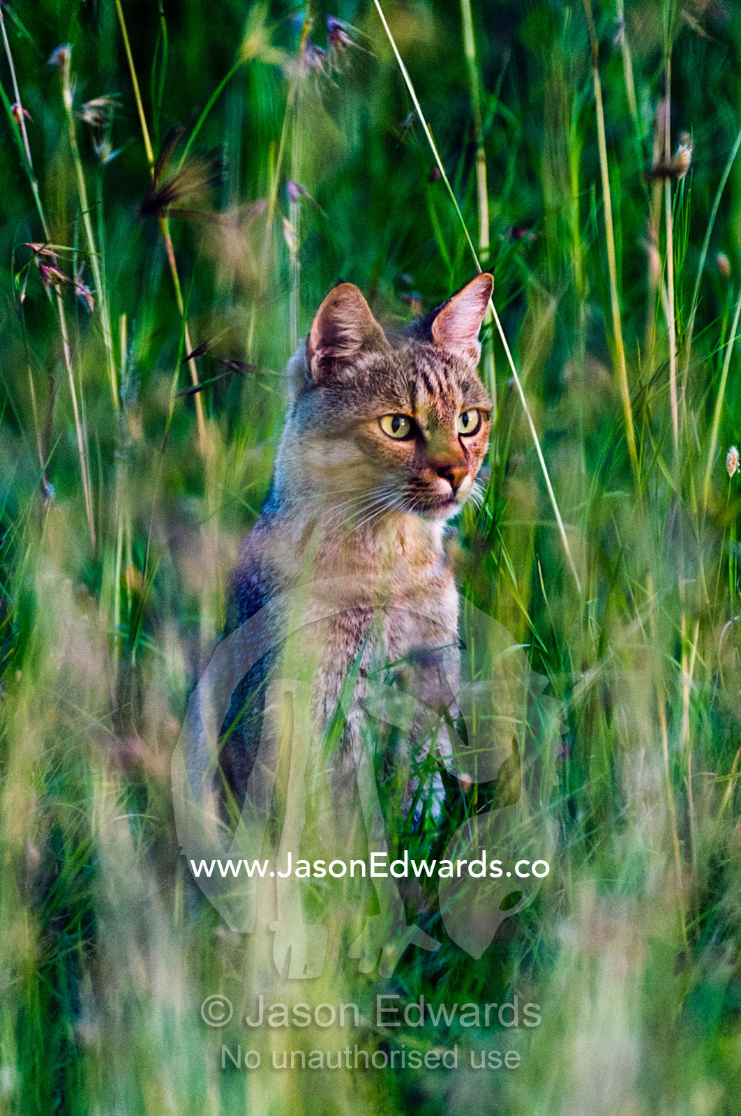 A diminutive African Wildcat stalking prey in the tall grass savannah plains at sunset. Serengeti National Park, Tanzania, Africa.