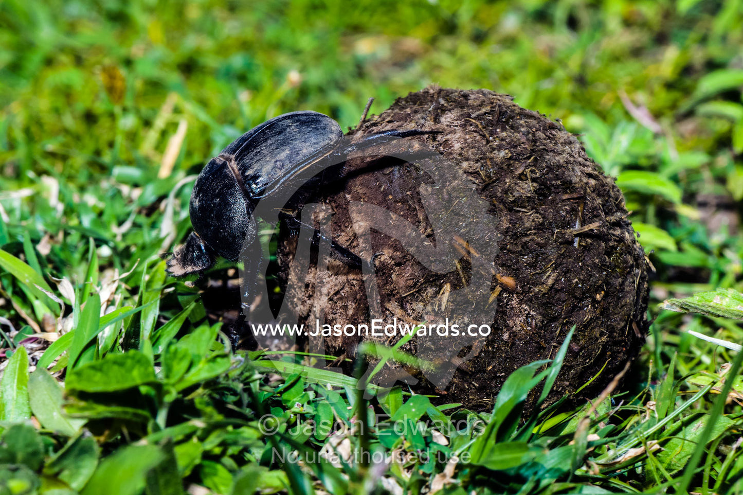 A Dung Beetle rolls a ball of feces across the short grass savannah. Ngorongoro Conservation Area, Ngorongoro District, Tanzania, Africa.