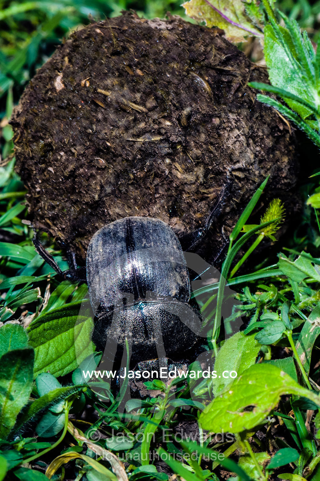 A Dung Beetle rolls a ball of feces across the short grass savannah. Ngorongoro Conservation Area, Ngorongoro District, Tanzania, Africa.