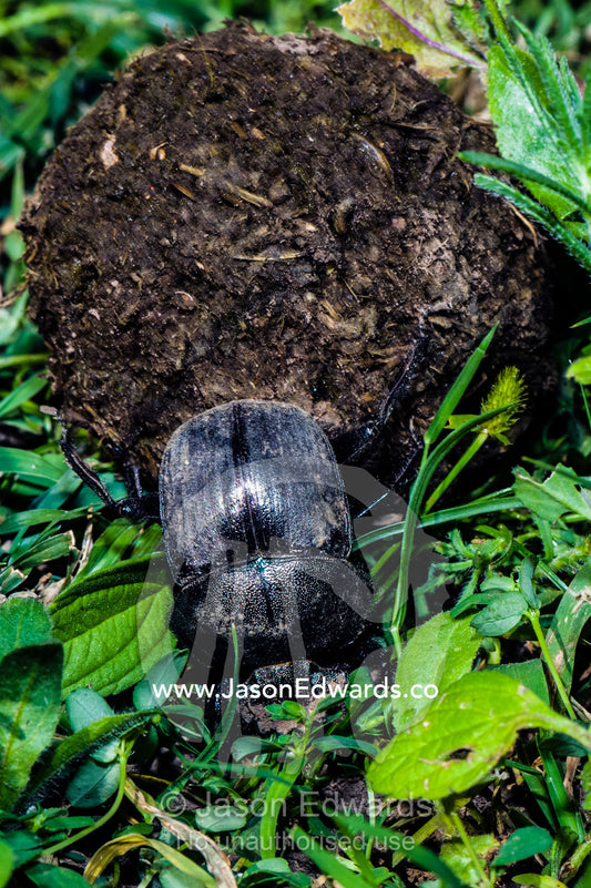 A Dung Beetle rolls a ball of feces across the short grass savannah. Ngorongoro Conservation Area, Ngorongoro District, Tanzania, Africa.