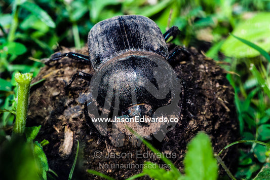A Dung Beetle rolls a ball of feces across the short grass savannah. Ngorongoro Conservation Area, Ngorongoro District, Tanzania, Africa.