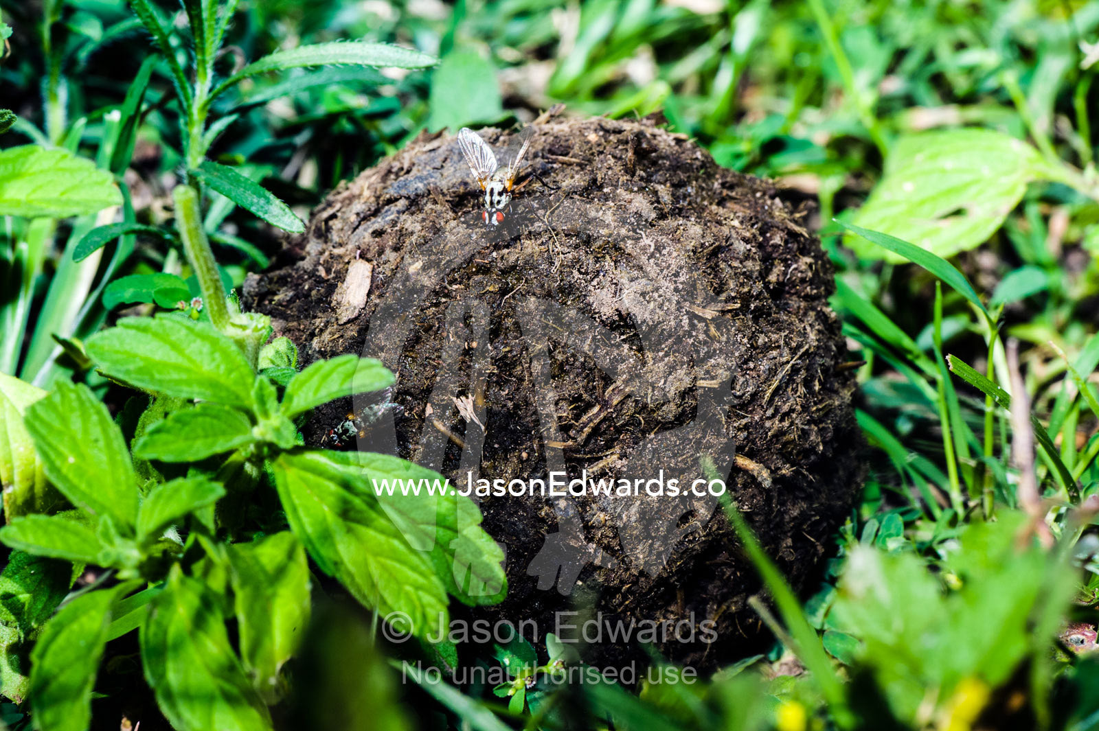 A fly feeds on a ball of feces rolled by a Dung Beetle on the short grass savannah. Ngorongoro Conservation Area, Ngorongoro District, Tanzania, Africa.