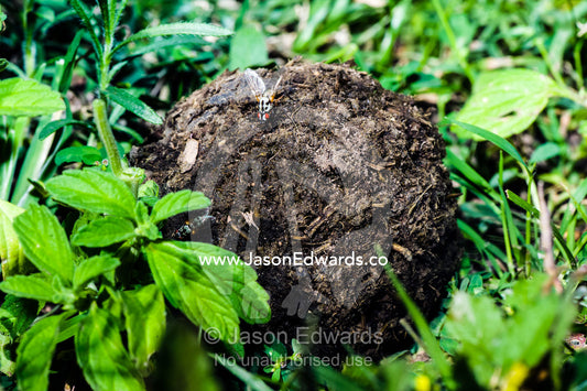 A fly feeds on a ball of feces rolled by a Dung Beetle on the short grass savannah. Ngorongoro Conservation Area, Ngorongoro District, Tanzania, Africa.