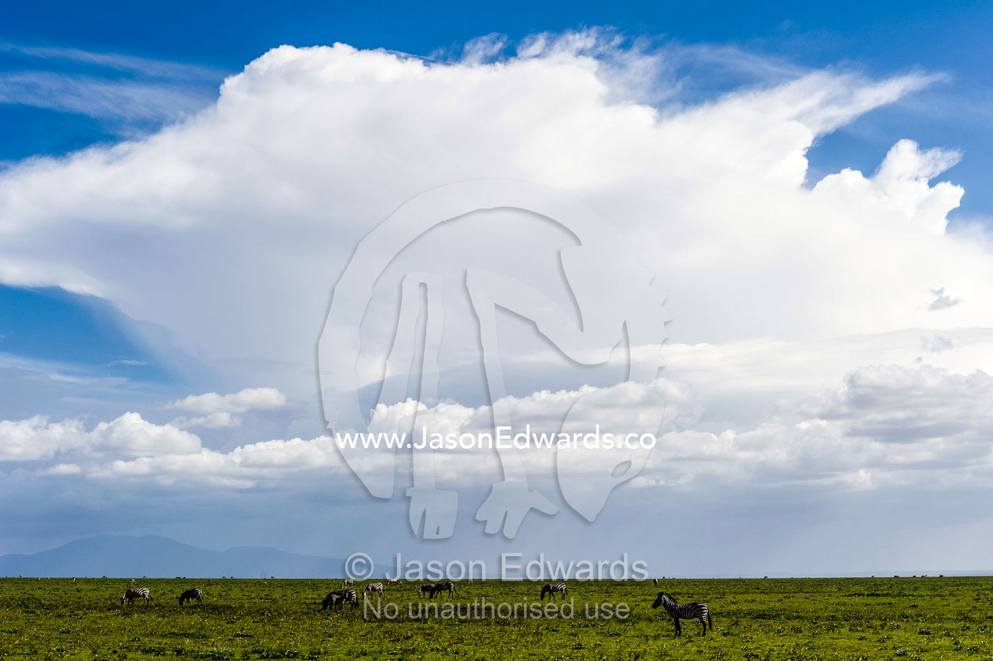 A Zebra herd grazing on the short grass savannah plain beneath a building thunder head. Ngorongoro Conservation Area, Ngorongoro District, Tanzania, Africa.