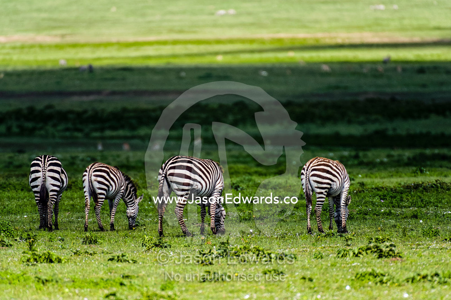 The striped rumps of a Zebra herd grazing on the vast short grass savannah plain. Ngorongoro Conservation Area, Ngorongoro District, Tanzania, Africa.