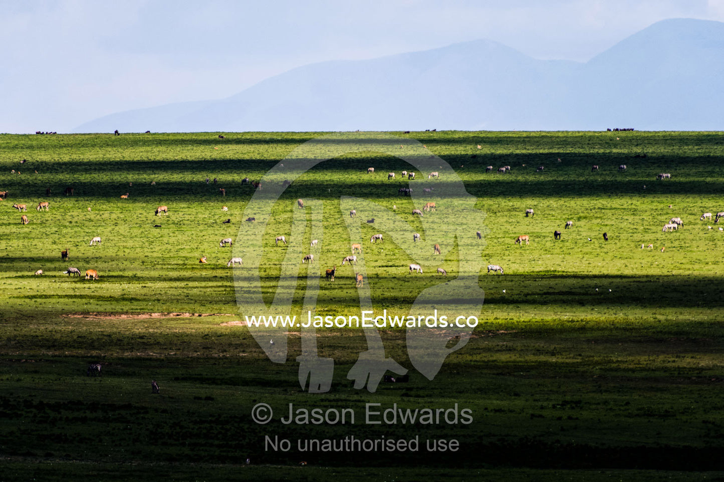 A mixed herd of Eland, Zebra and Blue Wildebeest on a vast short grass savannah plain. Ngorongoro Conservation Area, Ngorongoro District, Tanzania, Africa.