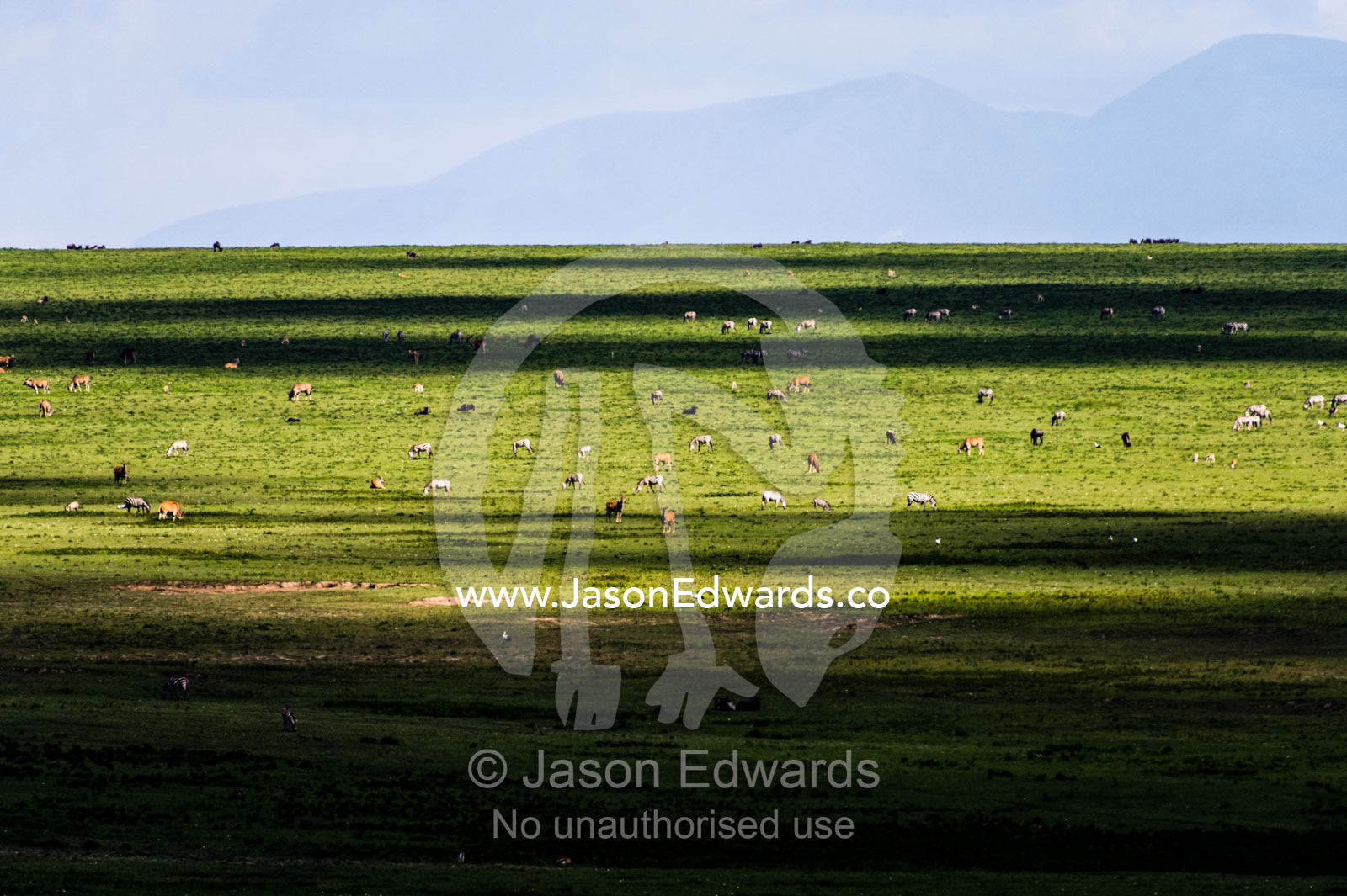 A mixed herd of Eland, Zebra and Blue Wildebeest on a vast short grass savannah plain. Ngorongoro Conservation Area, Ngorongoro District, Tanzania, Africa.