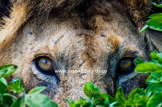 A male African Lion hunting from a hiding place beside a small water hole on a vast savannah plain. Ngorongoro Conservation Area, Ngorongoro District, Tanzania, Africa.