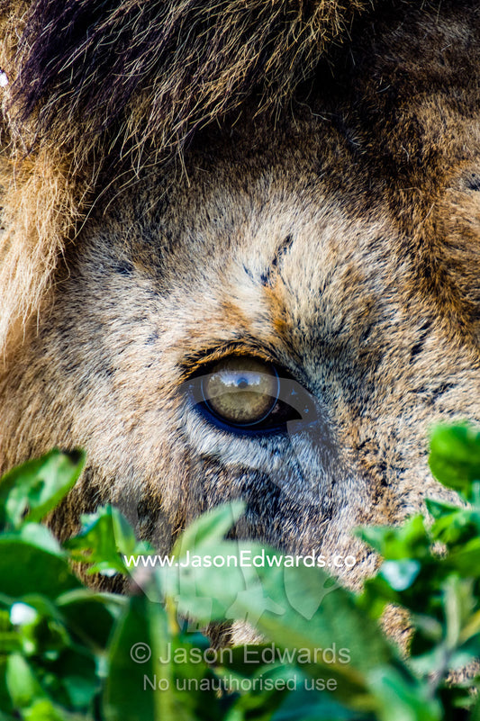 A male African Lion hunting from a hiding place beside a small water hole on a vast savannah plain. Ngorongoro Conservation Area, Ngorongoro District, Tanzania, Africa.