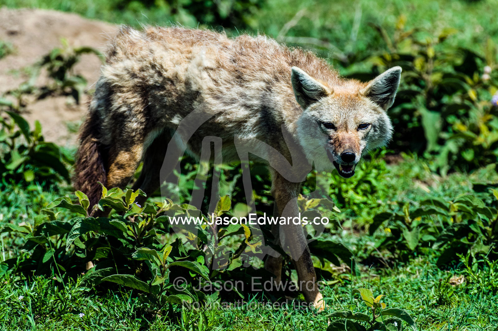 A Golden Jackal hunting for prey on the short grass savannah plain. Ngorongoro Conservation Area, Ngorongoro District, Tanzania, Africa.
