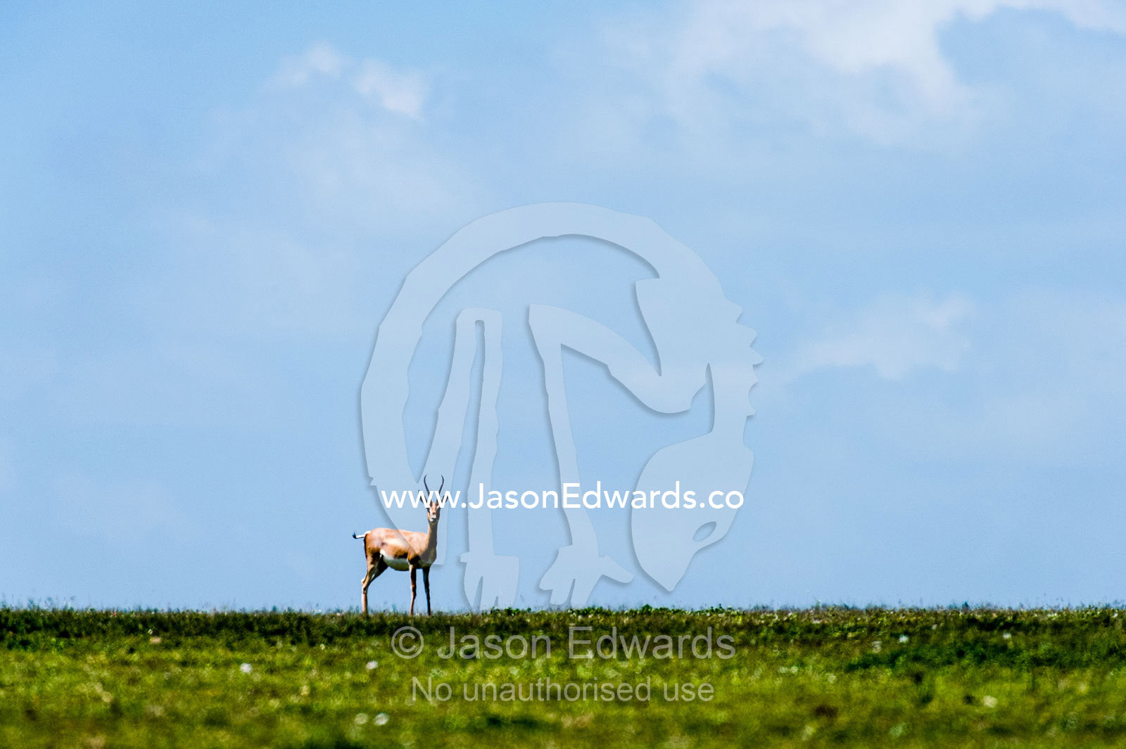 An alert solitary Grant's Gazelle motionless on the horizon of the short grass savannah plain. Ngorongoro Conservation Area, Ngorongoro District, Tanzania, Africa.