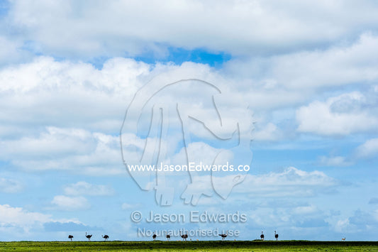 A herd of Ostrich silhouette on the savannah horizon beneath sky filled with fluffy clouds. Ngorongoro Conservation Area, Ngorongoro District, Tanzania, Africa.