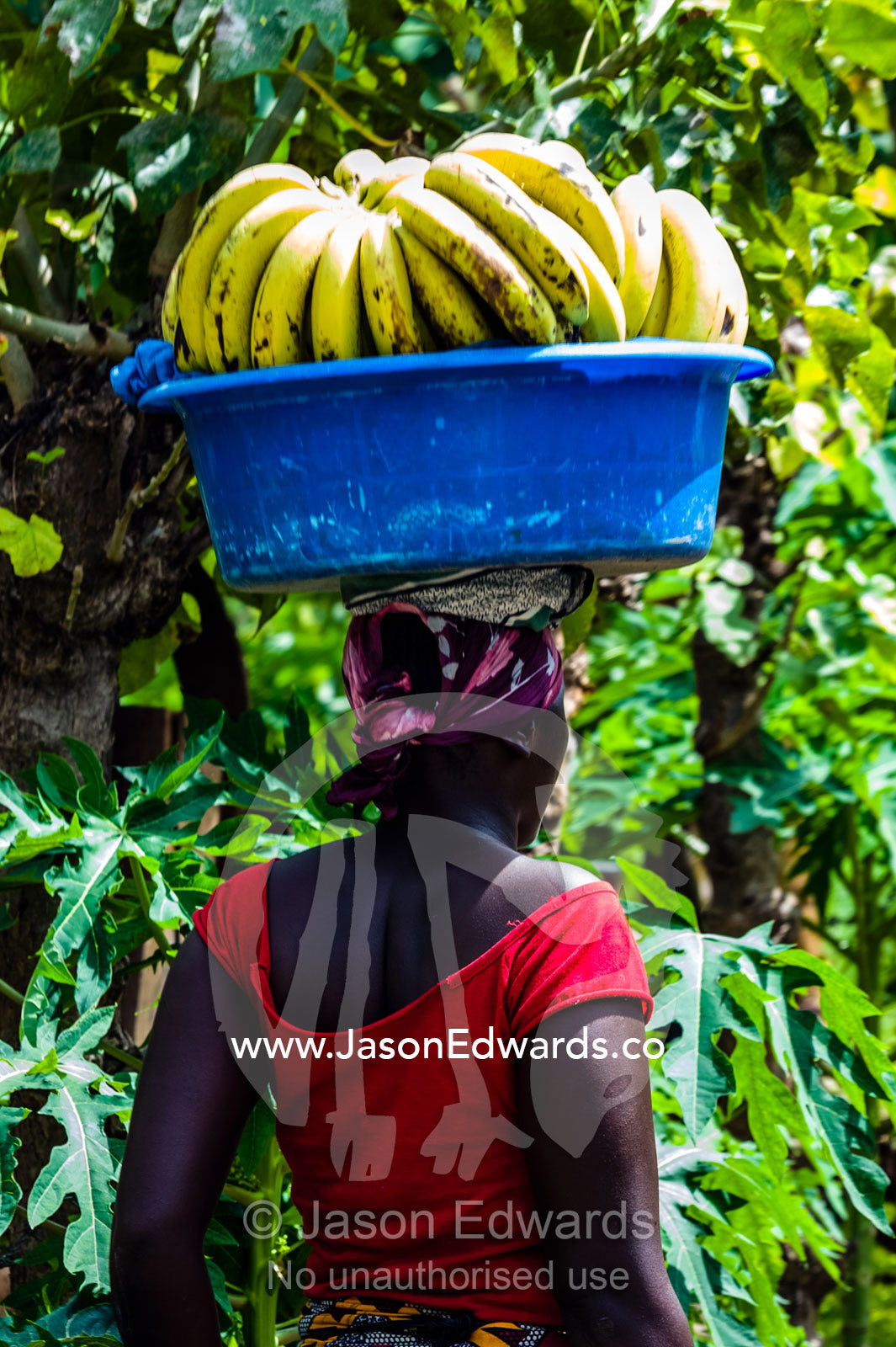 A lady walks through a village carrying a bunch of bananas on her head in a plastic bucket. Mto Wa Mbu, Lake Manyara National Park, Monduli District, Arusha Region, Tanzania, Africa.