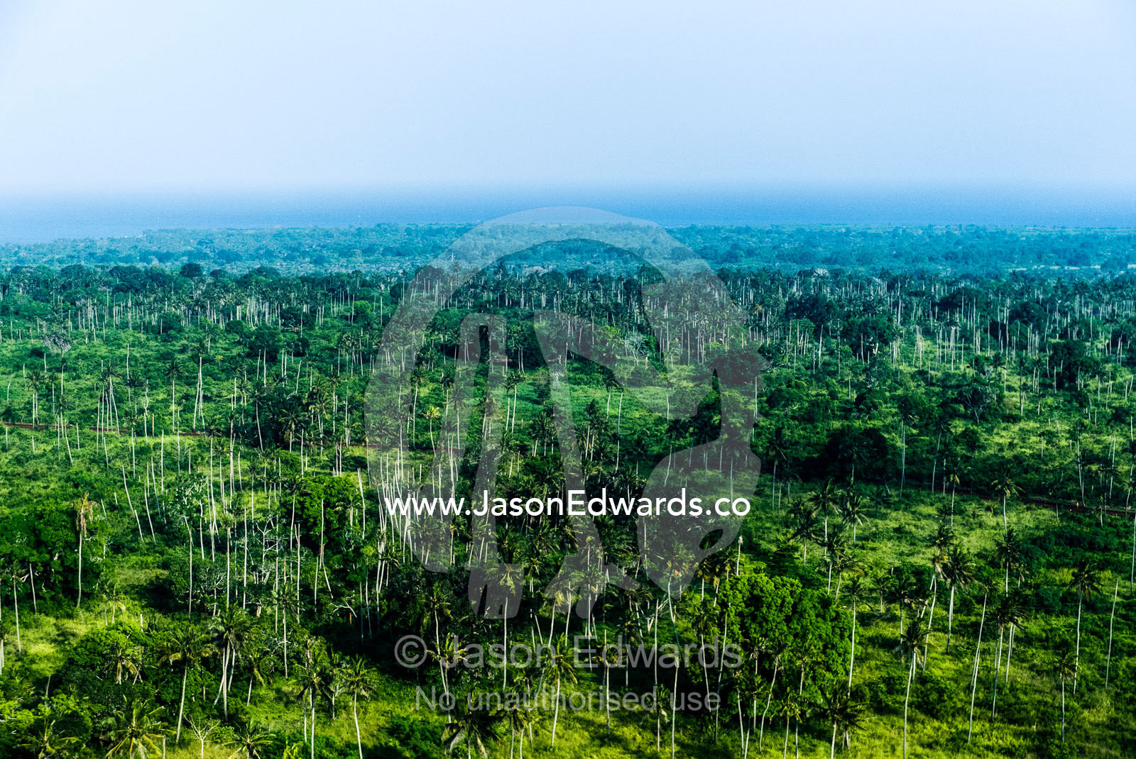 Lush farmland dotted with palm tree plantations and agriculture crops. Tanzania, Africa.