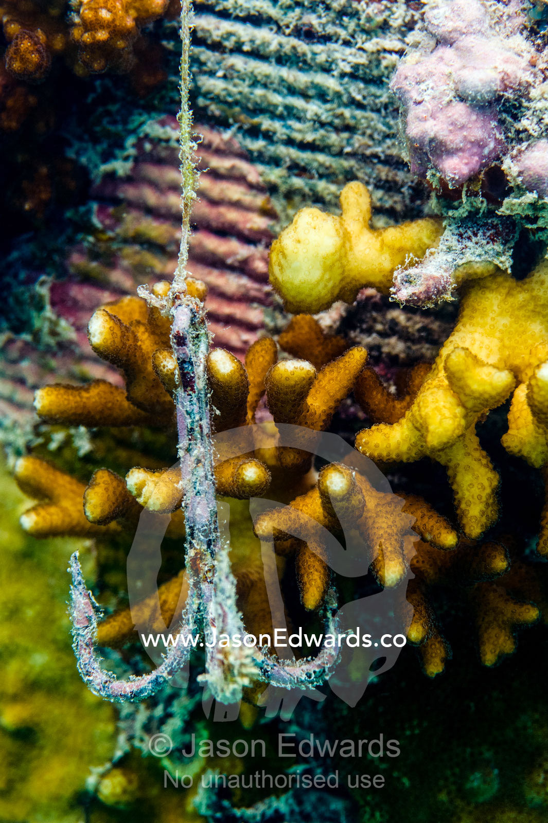 An oxidizing fishing hook and fishing line caught on a hard coral growing on a pier pylon. Bwejuu, Unguja Island, Zanzibar, Tanzania.