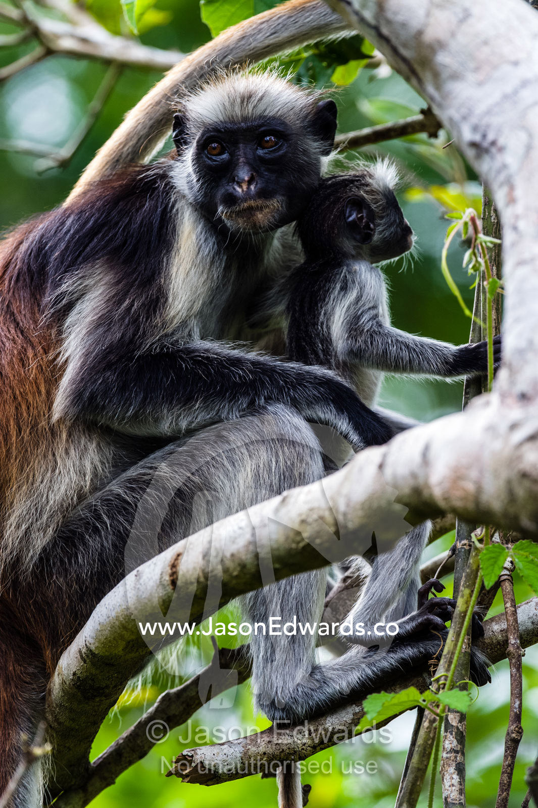 A Zanzibar Red Colobus mother and infant resting in the canopy of a Coral Rag Forest. Ungula Island, Jozani Chwaka Bay National Park, Zanzibar, Tanzania, Africa.