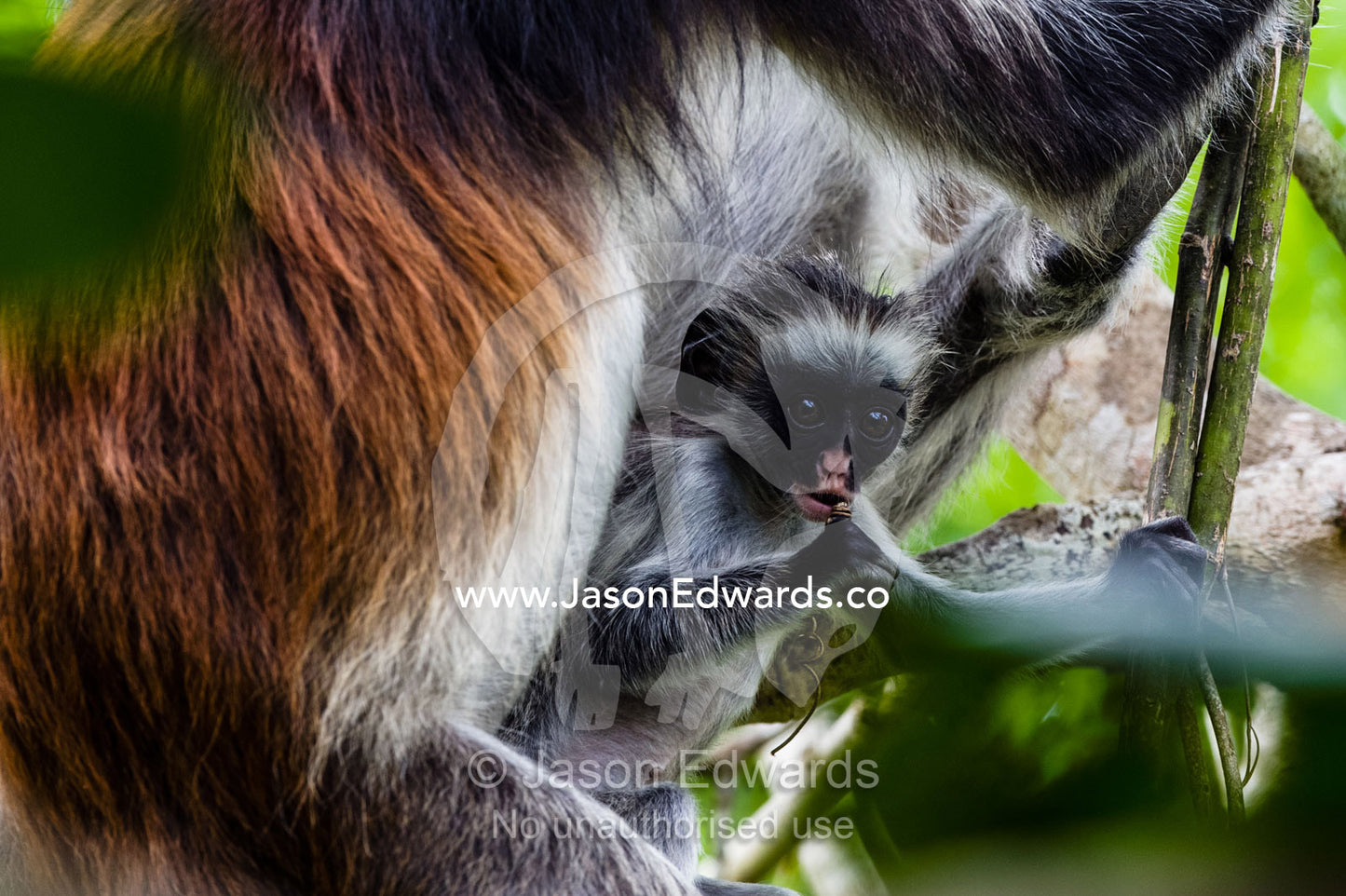 A Zanzibar Red Colobus chewing on a branch in a Coral Rag Forest with its mother. Ungula Island, Jozani Chwaka Bay National Park, Zanzibar, Tanzania, Africa.