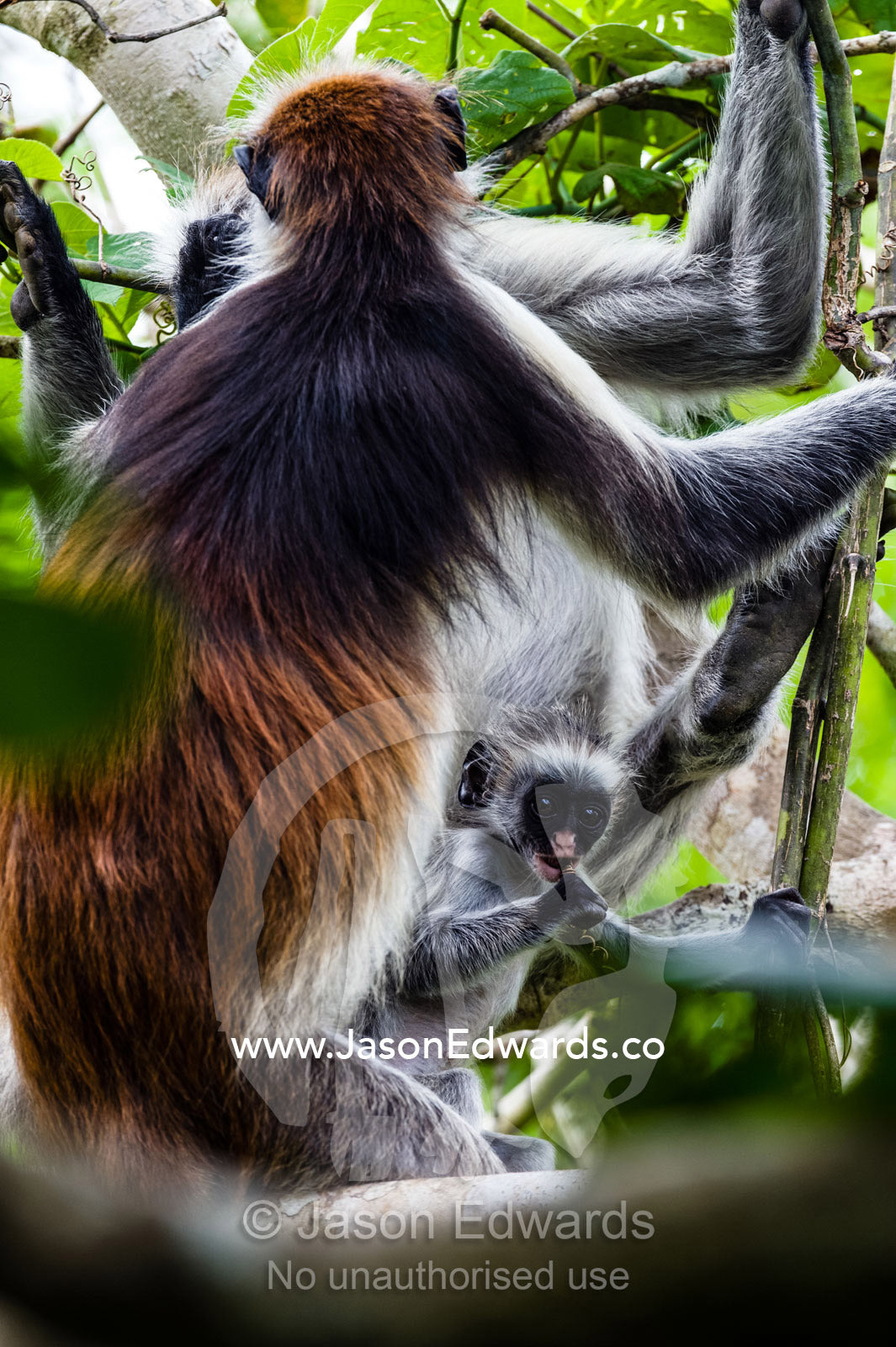 A Zanzibar Red Colobus infant chewing on a branch in a Coral Rag Forest with it's mother. Ungula Island, Jozani Chwaka Bay National Park, Zanzibar, Tanzania, Africa.