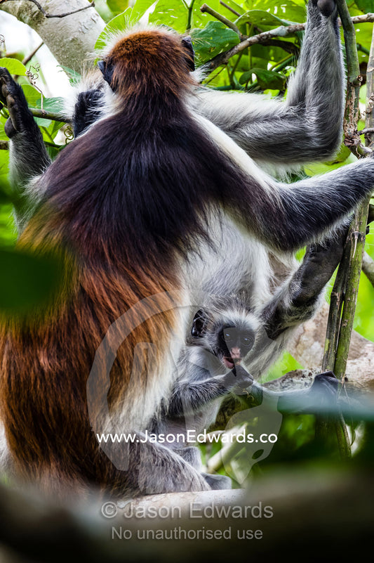 A Zanzibar Red Colobus infant chewing on a branch in a Coral Rag Forest with it's mother. Ungula Island, Jozani Chwaka Bay National Park, Zanzibar, Tanzania, Africa.