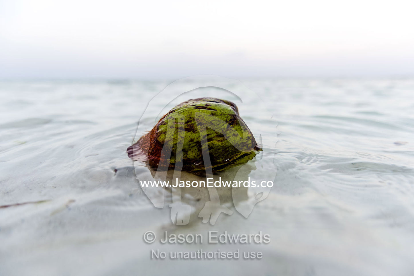 A coconut floating in the pristine shallows of a tropical island in the Indian Ocean. Bwejuu, Echo Beach Hotel, Echo Beach, Unguja Island, Zanzibar, Tanzania, Africa.