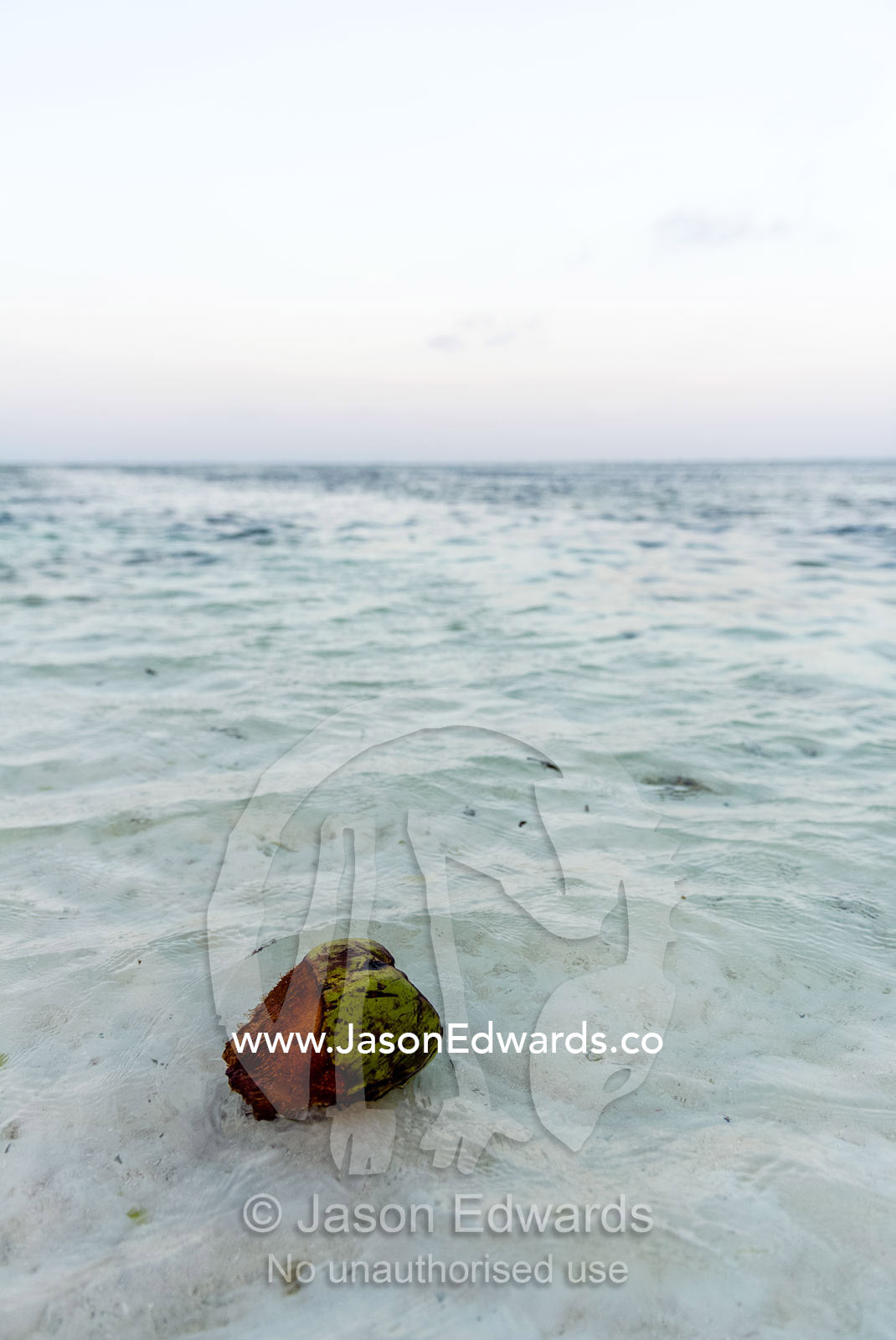 A coconut floating in the pristine shallows of a tropical island in the Indian Ocean. Bwejuu, Echo Beach Hotel, Echo Beach, Unguja Island, Zanzibar, Tanzania, Africa.