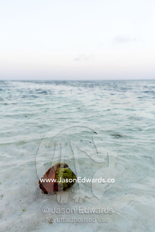 A coconut floating in the pristine shallows of a tropical island in the Indian Ocean. Bwejuu, Echo Beach Hotel, Echo Beach, Unguja Island, Zanzibar, Tanzania, Africa.