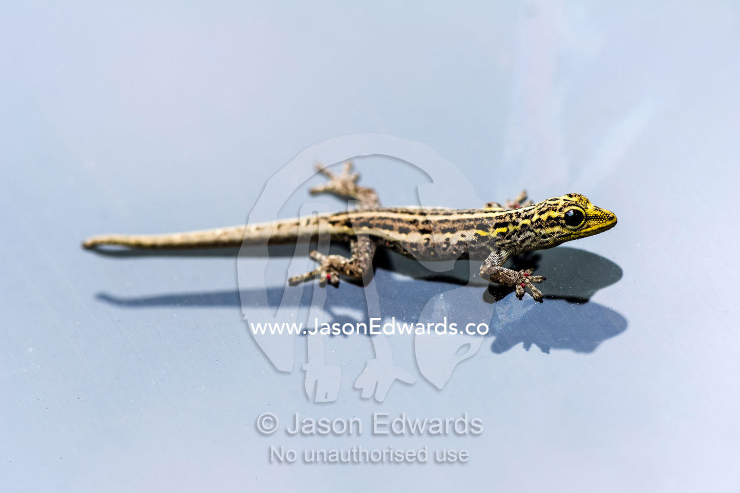 A Yellow-headed Dwarf Gecko clinging to the glass of a vehicle windshield. Ungula Island, Jozani Chwaka Bay National Park, Zanzibar, Tanzania, Africa.