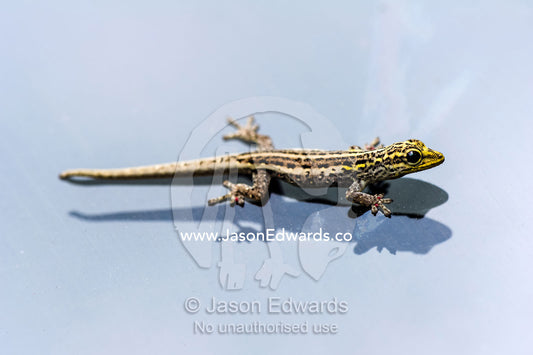 A Yellow-headed Dwarf Gecko clinging to the glass of a vehicle windshield. Ungula Island, Jozani Chwaka Bay National Park, Zanzibar, Tanzania, Africa.
