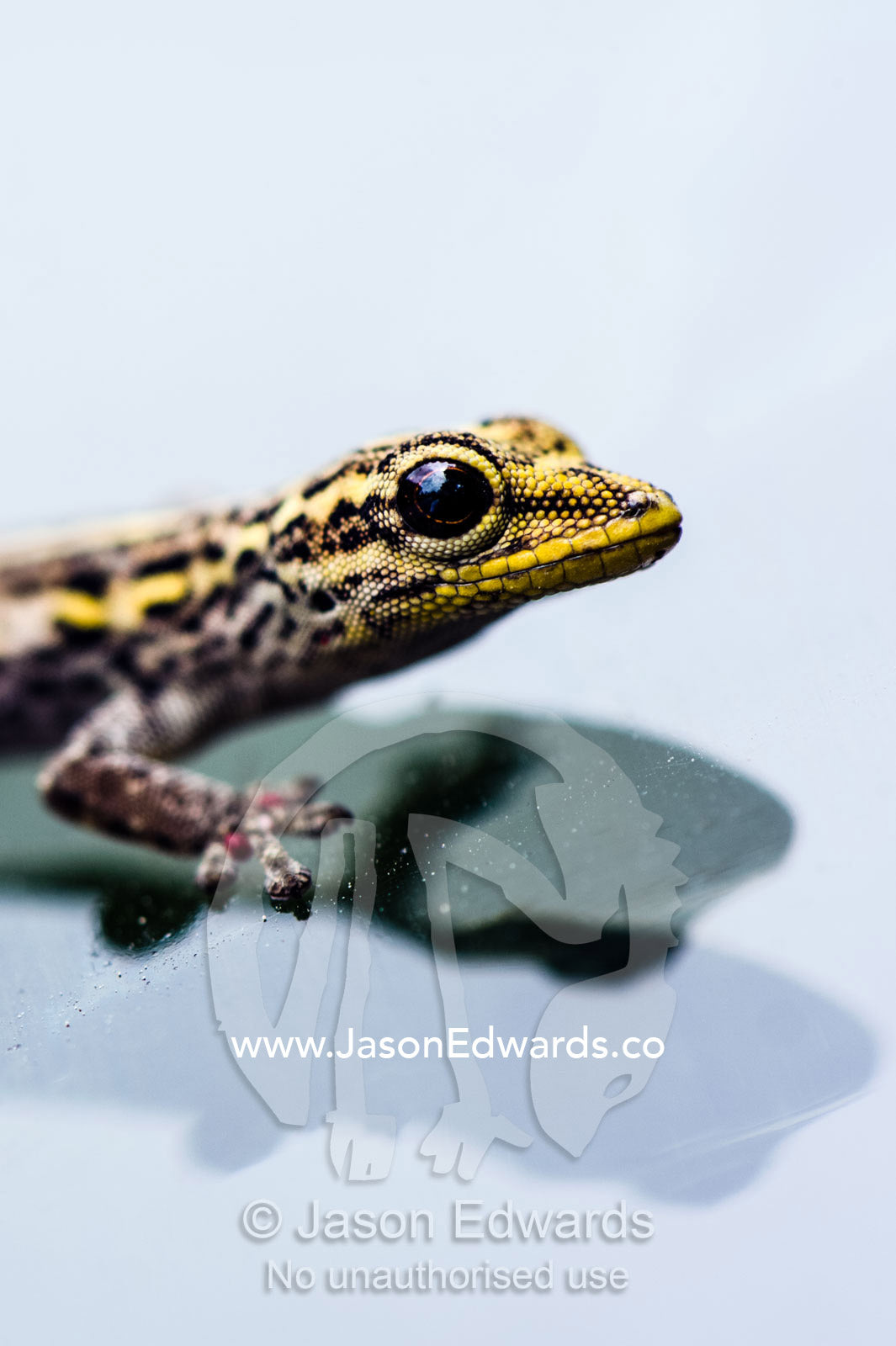 A Yellow-headed Dwarf Gecko clinging to the glass of a vehicle windshield. Ungula Island, Jozani Chwaka Bay National Park, Zanzibar, Tanzania, Africa.