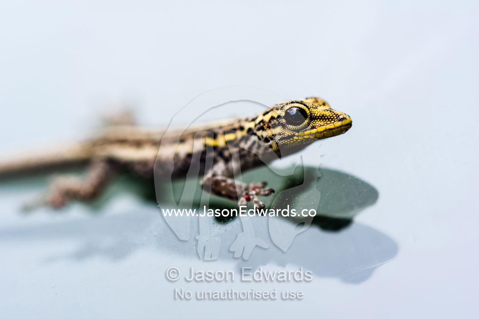 A Yellow-headed Dwarf Gecko clinging to the glass of a vehicle windshield. Ungula Island, Jozani Chwaka Bay National Park, Zanzibar, Tanzania, Africa.