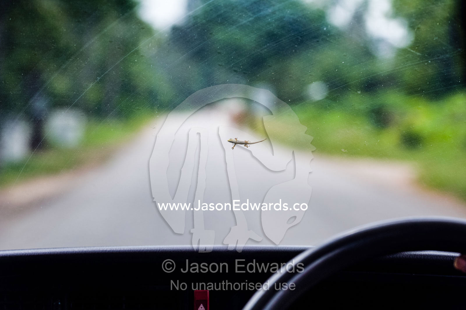 A Yellow-headed Dwarf Gecko clinging to the glass of a vehicle windshield. Ungula Island, Jozani Chwaka Bay National Park, Zanzibar, Tanzania, Africa.