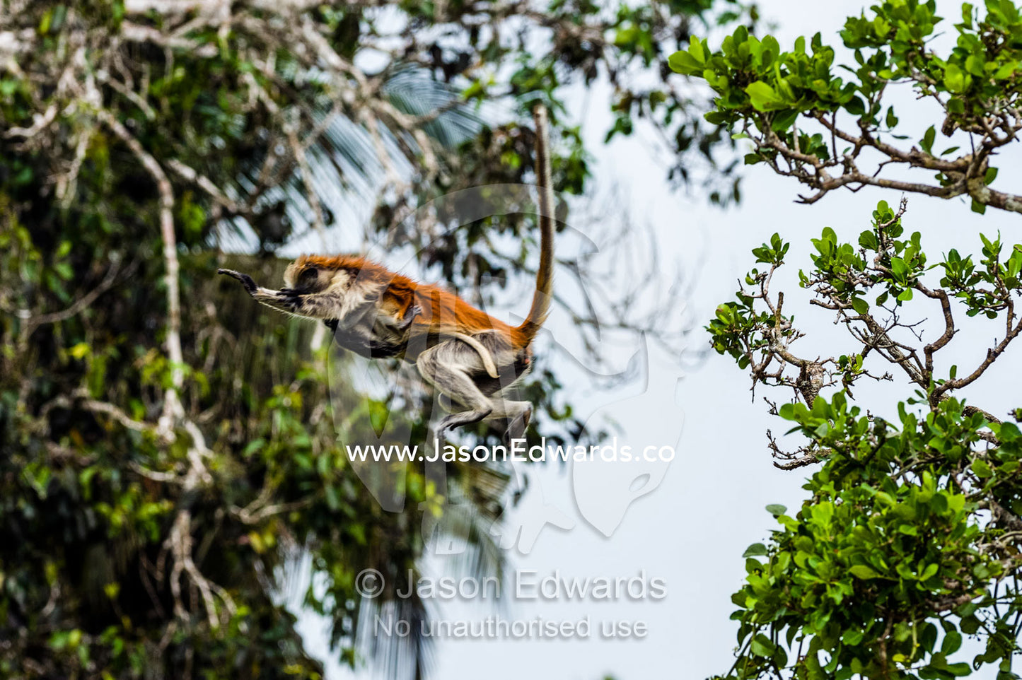 A Zanzibar Red Colobus mother leaps between canopy trees with her baby in a Coral Rag Forest. Ungula Island, Jozani Chwaka Bay National Park, Zanzibar, Tanzania, AFica.