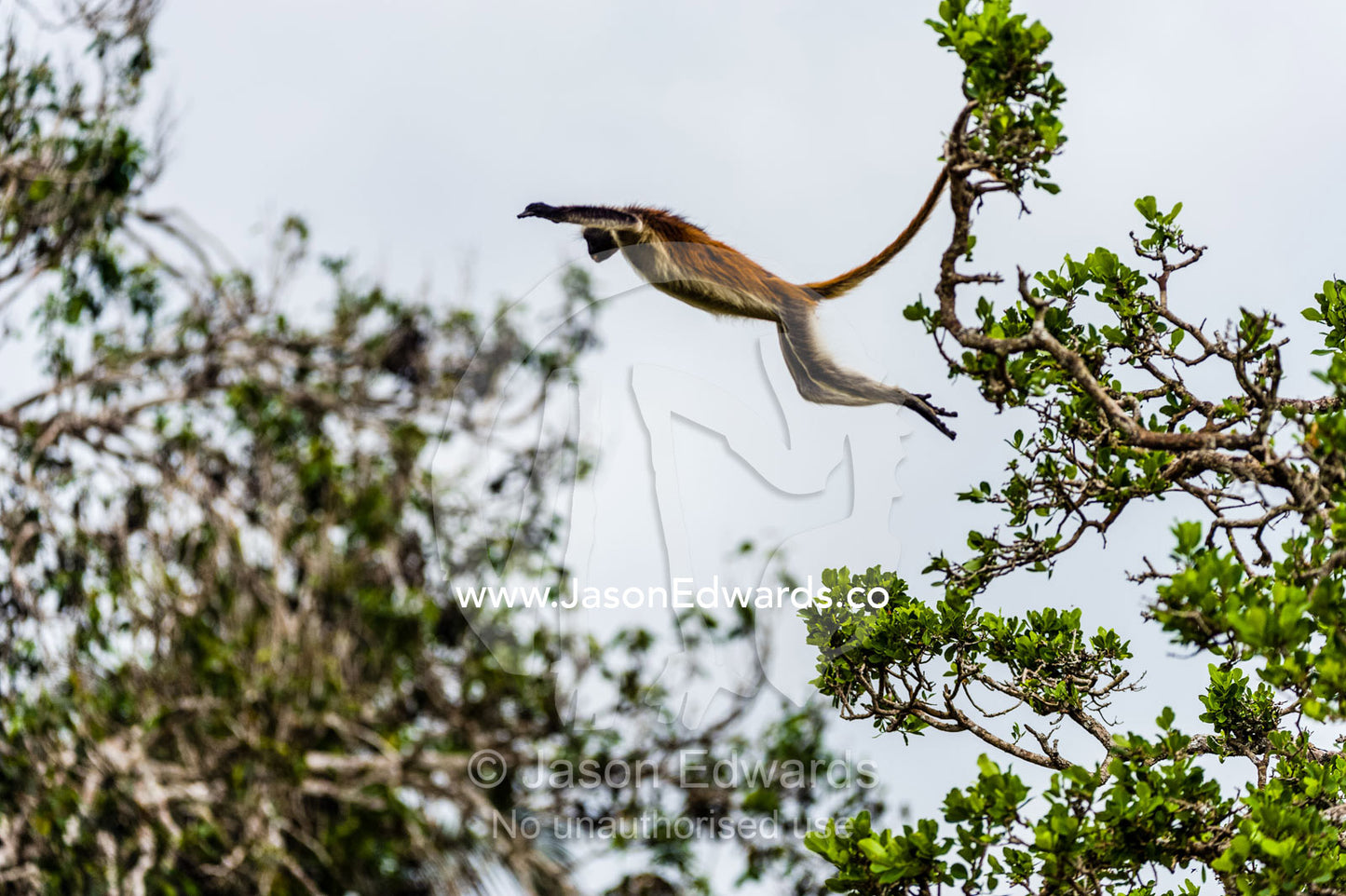 A Zanzibar Red Colobus leaping between canopy trees in a Coral Rag Forest. Ungula Island, Jozani Chwaka Bay National Park, Zanzibar, Tanzania, Africa.