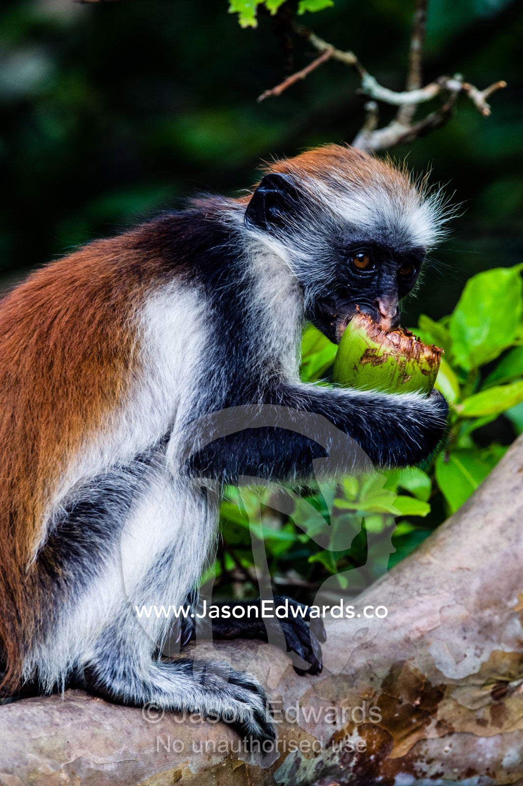 A young Zanzibar Red Colobus rests on a branch whilst feeding on a seed in a Coral Rag Forest. Ungula Island, Jozani Chwaka Bay National Park, Zanzibar, Tanzania, Africa.