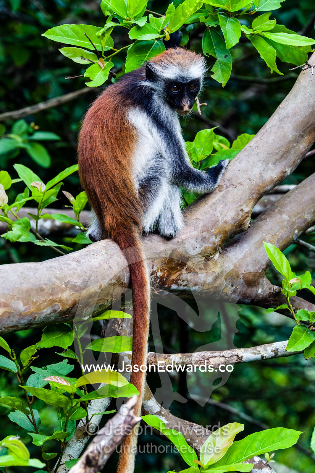 A young Zanzibar Red Colobus resting on a branch in a Coral Rag Forest. Ungula Island, Jozani Chwaka Bay National Park, Zanzibar, Tanzania, Africa.
