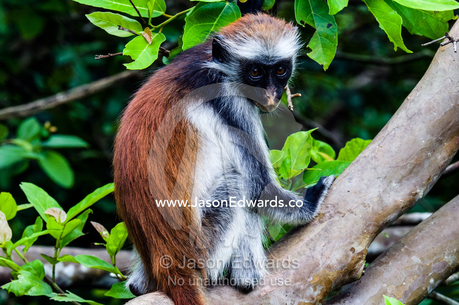 A young Zanzibar Red Colobus resting on a branch in a Coral Rag Forest. Ungula Island, Jozani Chwaka Bay National Park, Zanzibar, Tanzania, Africa.