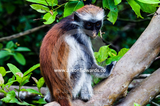 A young Zanzibar Red Colobus resting on a branch in a Coral Rag Forest. Ungula Island, Jozani Chwaka Bay National Park, Zanzibar, Tanzania, Africa.