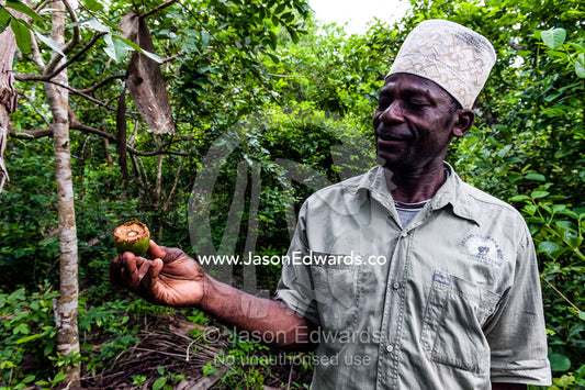 A national park guide displays a seed pod eaten by a Zanzibar Red Colobus in a Coral Rag Forest. Ungula Island, Jozani Chwaka Bay National Park, Zanzibar, Tanzania, Africa.