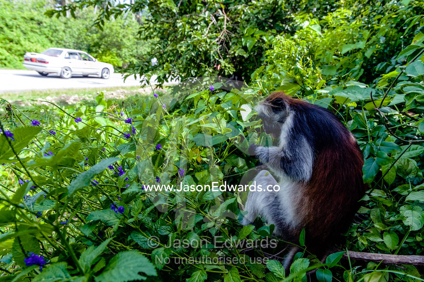 A Zanzibar Red Colobus eating leaves from bushes in regrowth in a Coral Rag Forest national park. Ungula Island, Jozani Chwaka Bay National Park, Zanzibar, Tanzania, Africa.