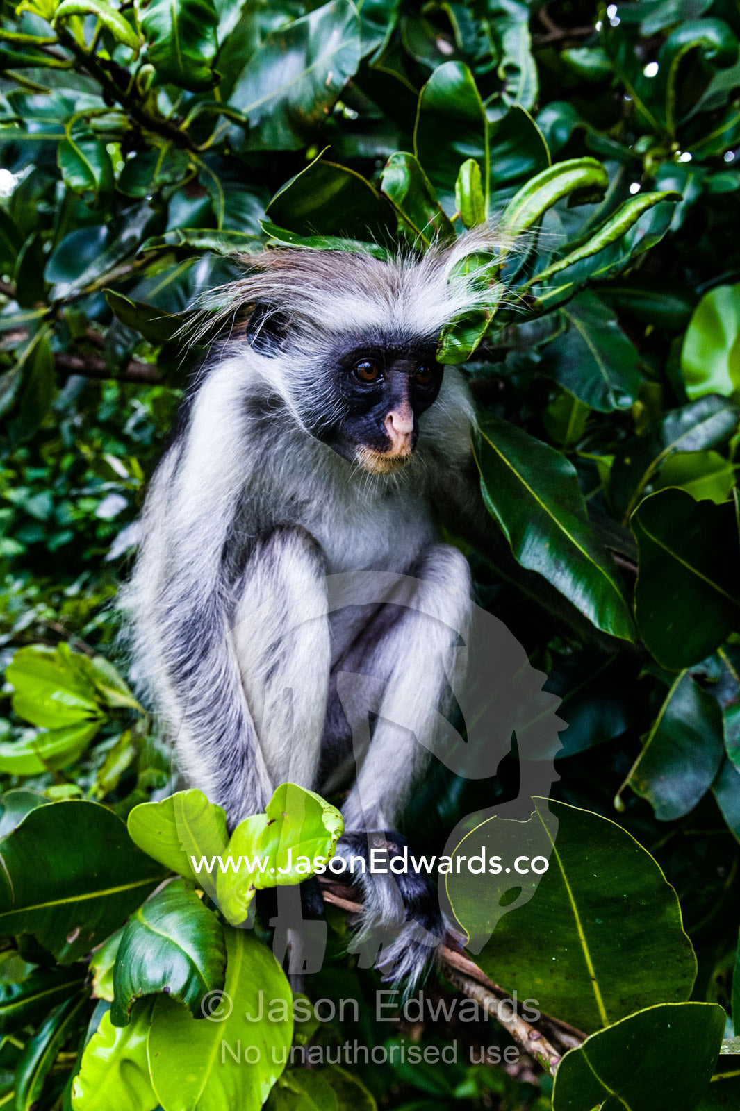 A Zanzibar Red Colobus eating leaves from bushes in regrowth in a Coral Rag Forest national park. Ungula Island, Jozani Chwaka Bay National Park, Zanzibar, Tanzania, Africa.