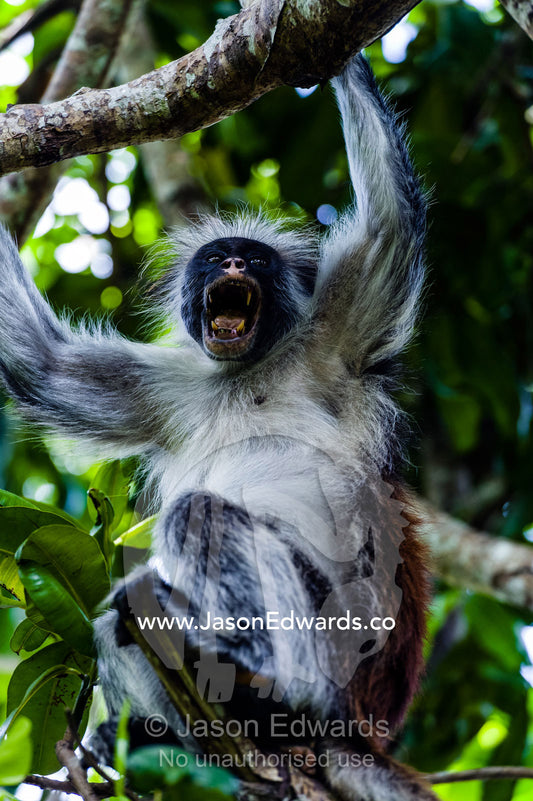 A Zanzibar Red Colobus shows canine teeth whilst yawning in the canopy of a Coral Rag Forest. Ungula Island, Jozani Chwaka Bay National Park, Zanzibar, Tanzania, Africa.
