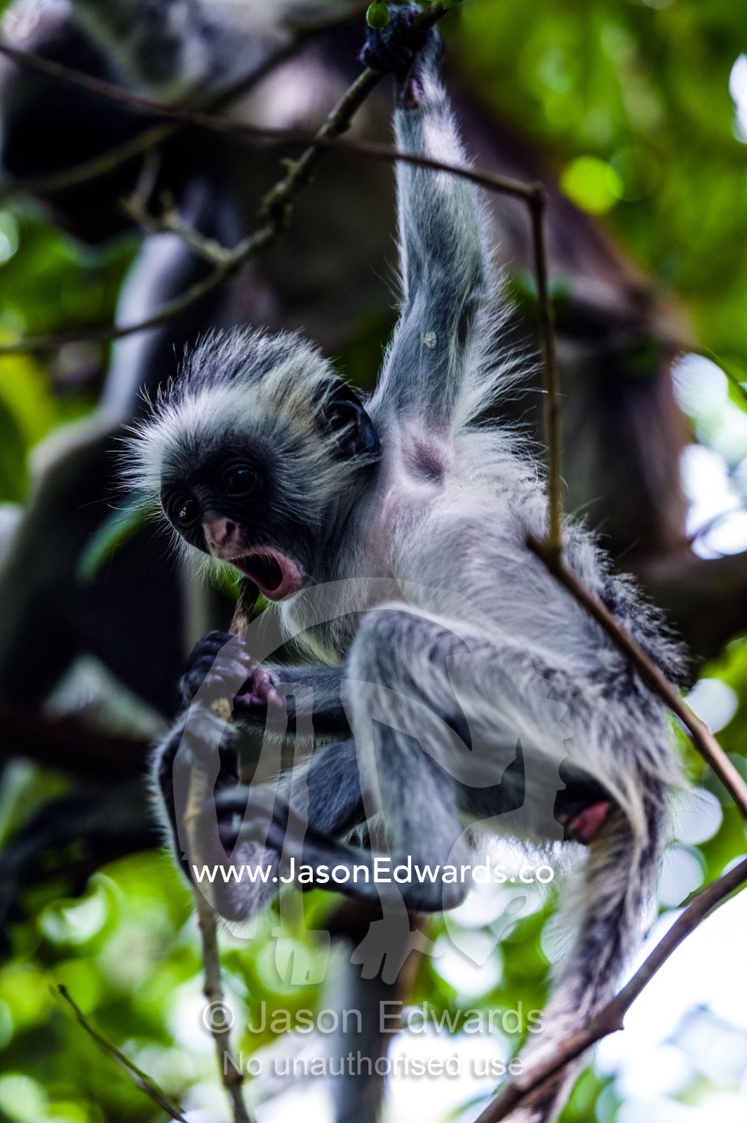 A Zanzibar Red Colobus infant eating and playing with twigs in the canopy of a Coral Rag Forest. Ungula Island, Jozani Chwaka Bay National Park, Zanzibar, Tanzania, Africa.