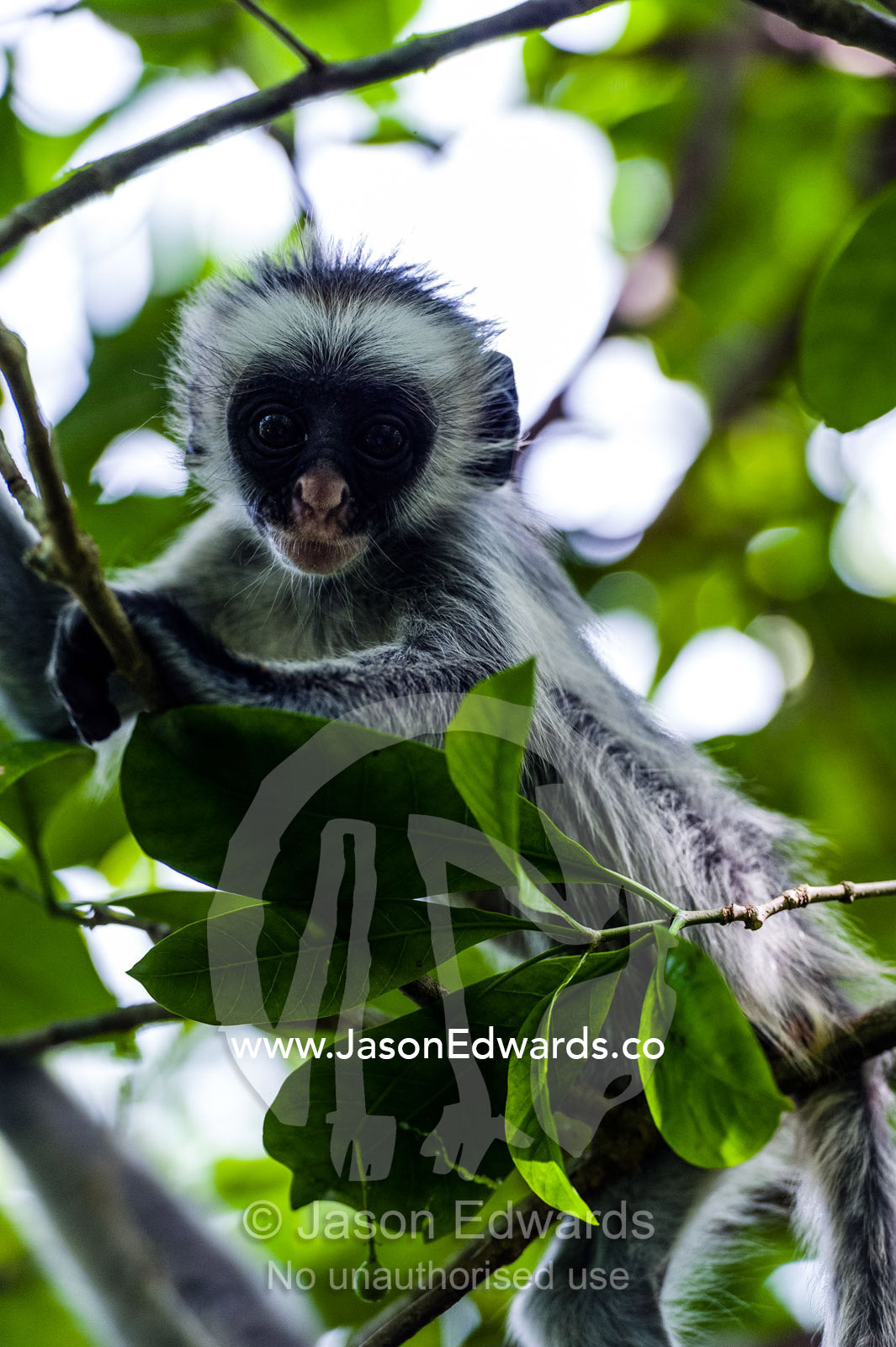 A Zanzibar Red Colobus infant playing in the canopy of a Coral Rag Forest. Ungula Island, Jozani Chwaka Bay National Park, Zanzibar, Tanzania, Africa.