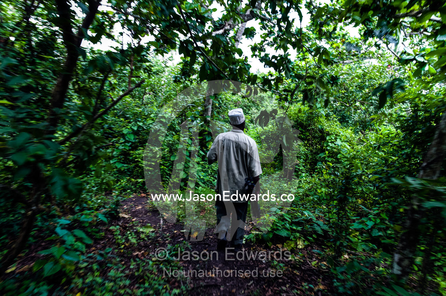 A national park guide searches for Zanzibar Red Colobus in a Coral Rag Forest. Ungula Island, Jozani Chwaka Bay National Park, Zanzibar, Tanzania, Africa.