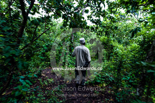 A national park guide searches for Zanzibar Red Colobus in a Coral Rag Forest. Ungula Island, Jozani Chwaka Bay National Park, Zanzibar, Tanzania, Africa.